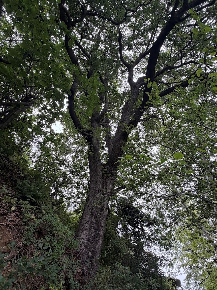 Cyprus Oak INF0205563, rising to a height of approximately 25 meters