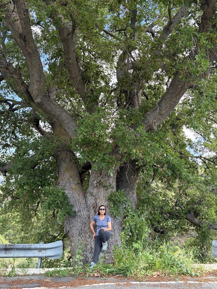 Quercus infectoria subsp. veneris north of Kato Akourdaleia