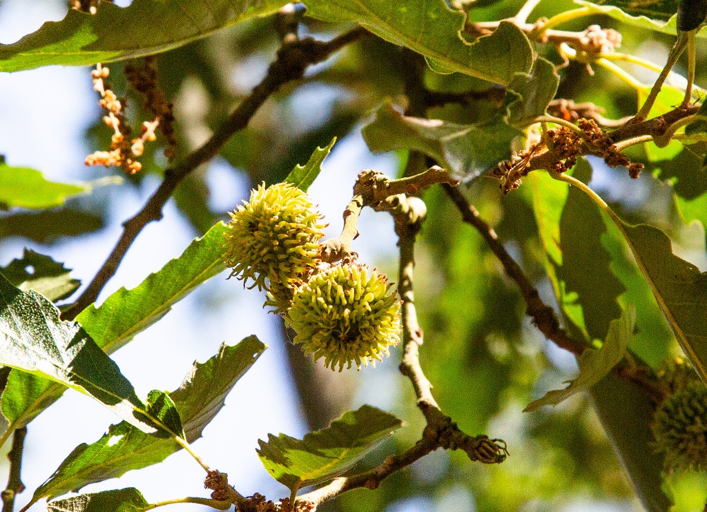 Acorns forming