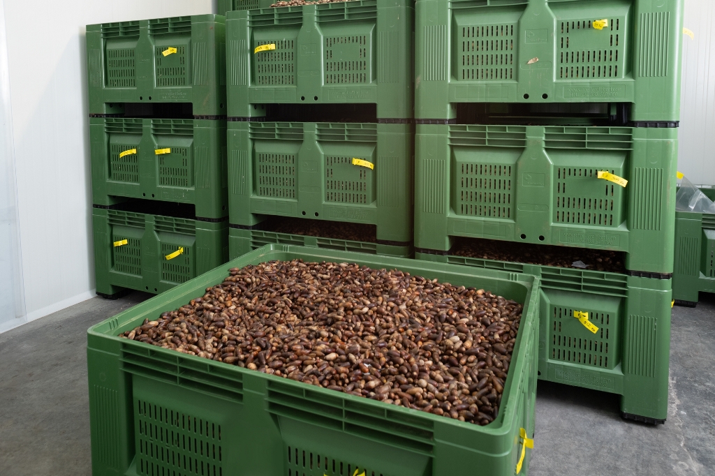 Acorns stored prior to milling