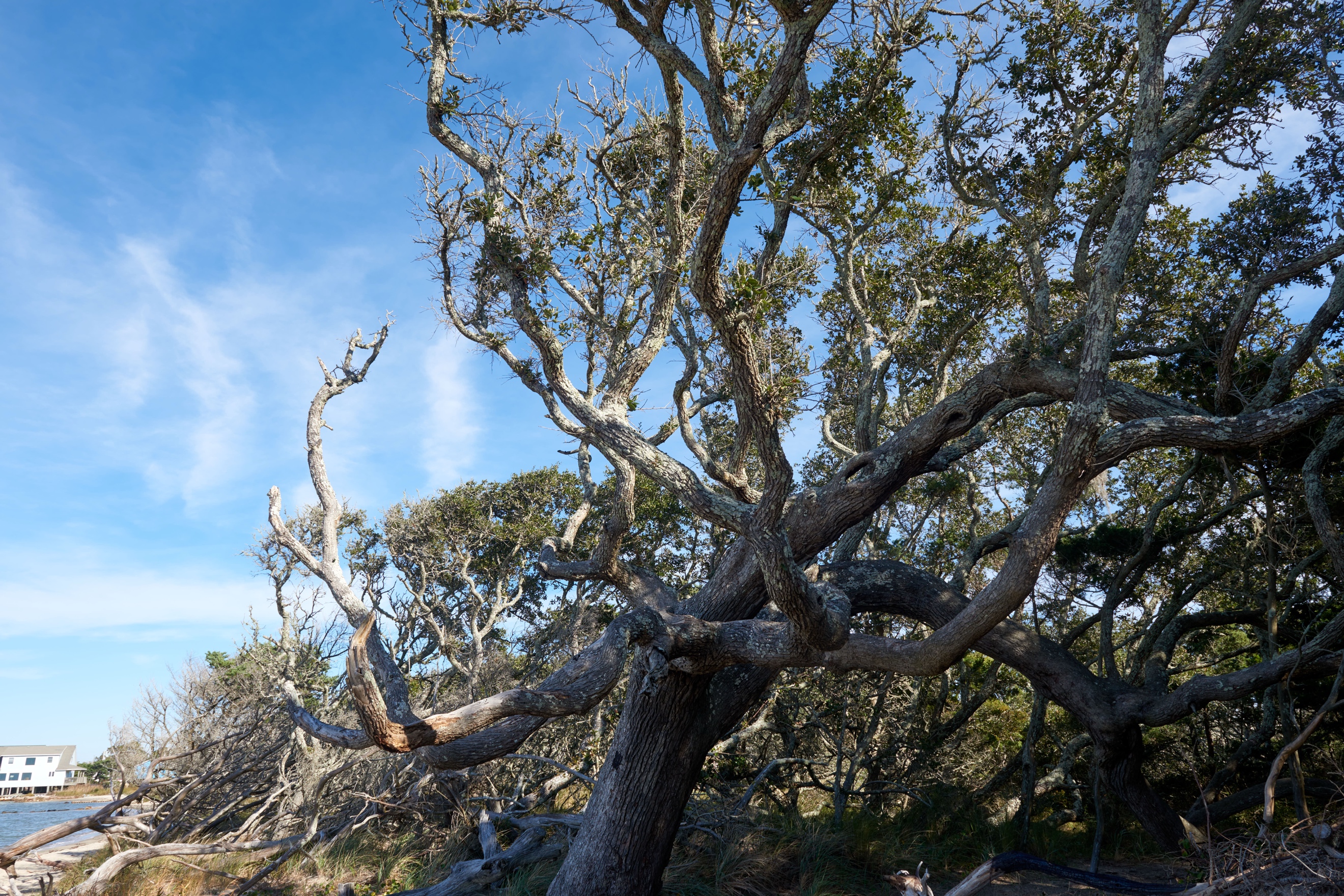 Photo of live oak by Dan Brooks