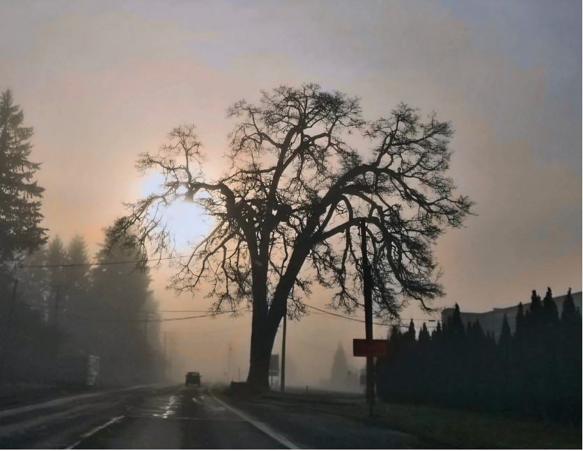 Davis Meeker Oak at dusk