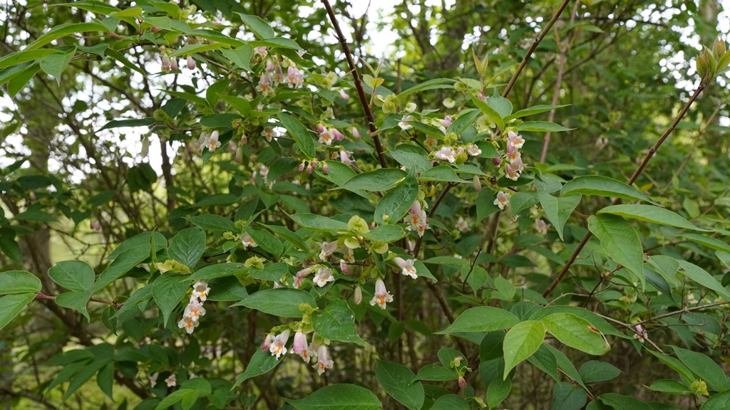 Dipelta yunnanensis