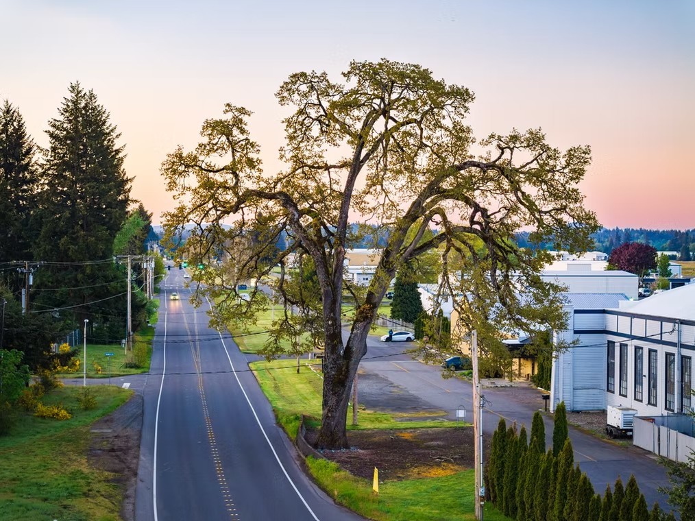 Drone photo of Davis Meeker Oak