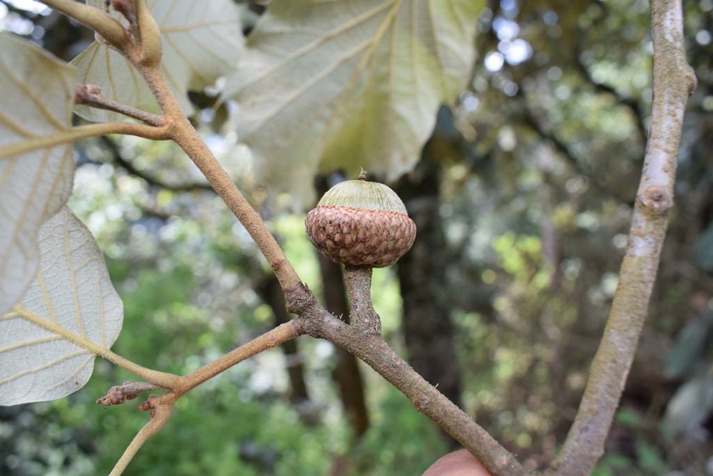 Quercus calophylla acorn