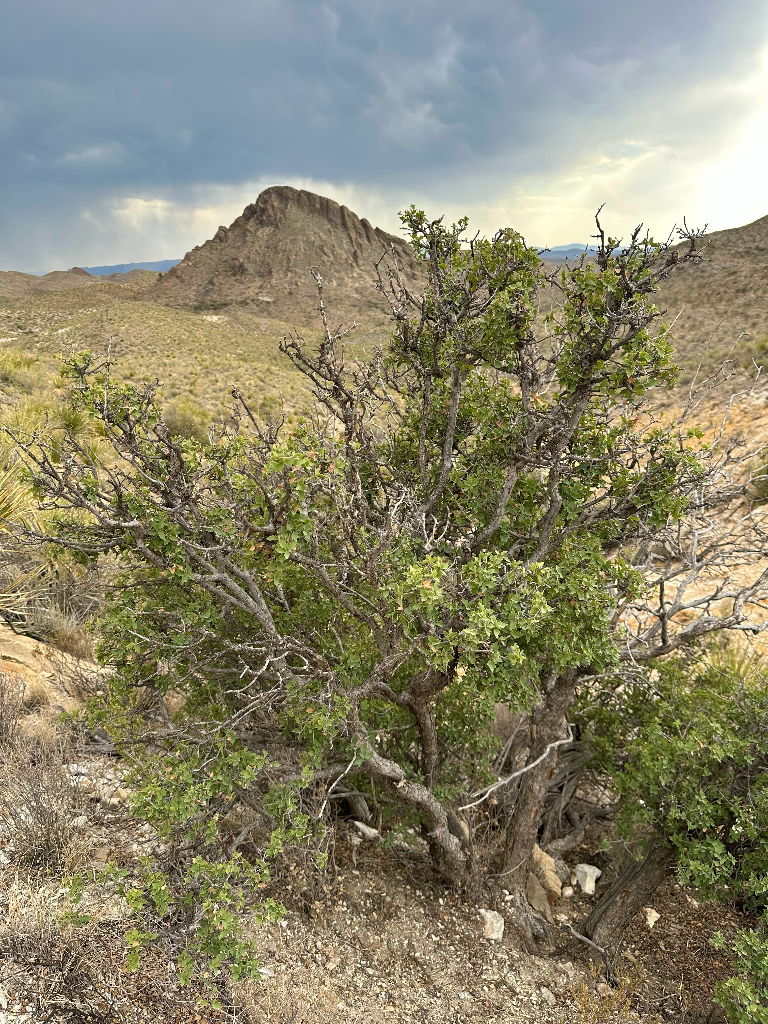 Figure 1. Specimen of Quercus hinckleyi in the type location used by Cornelius H. Muller in the original species description, ne