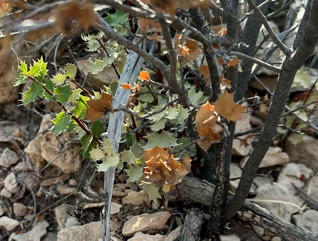Figure 2. Resprouting in Quercus hinckleyi. This vegetative response enhances persistence in arid habitats by compensating for l