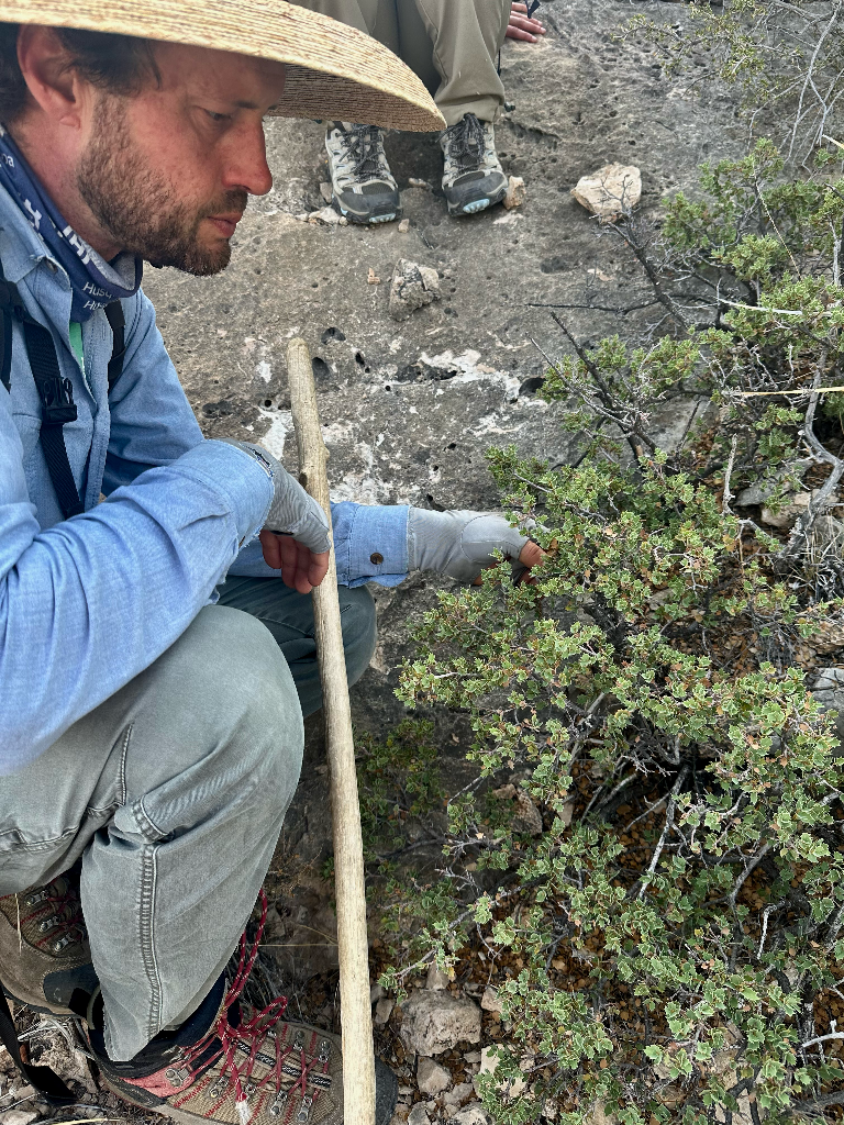 Figure 3. Phillip Schulze, Arboretum and Natural Areas Manager at the Lady Bird Johnson Wildflower Center, examines a Quercus hi