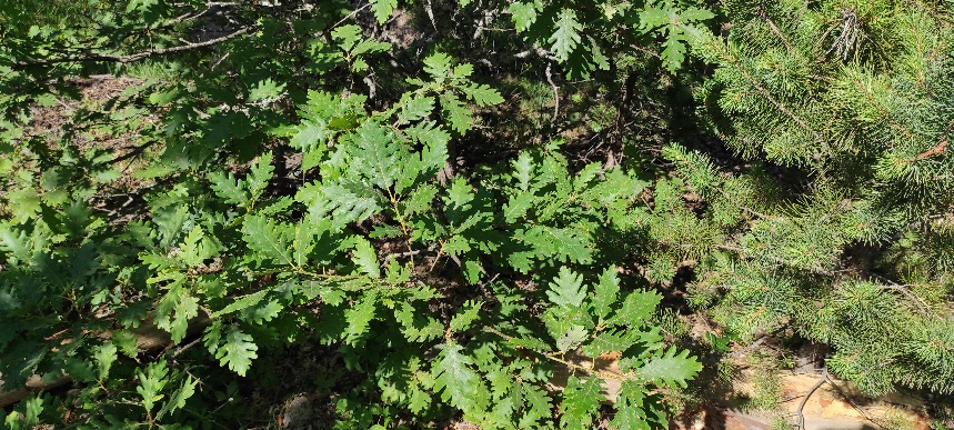Leaves from Kütahya-Murat Mountain popuation
