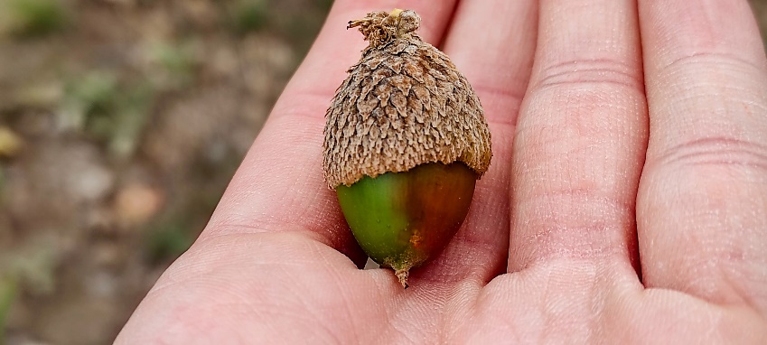 Acorn from Kayseri- Sakarçiftliği population