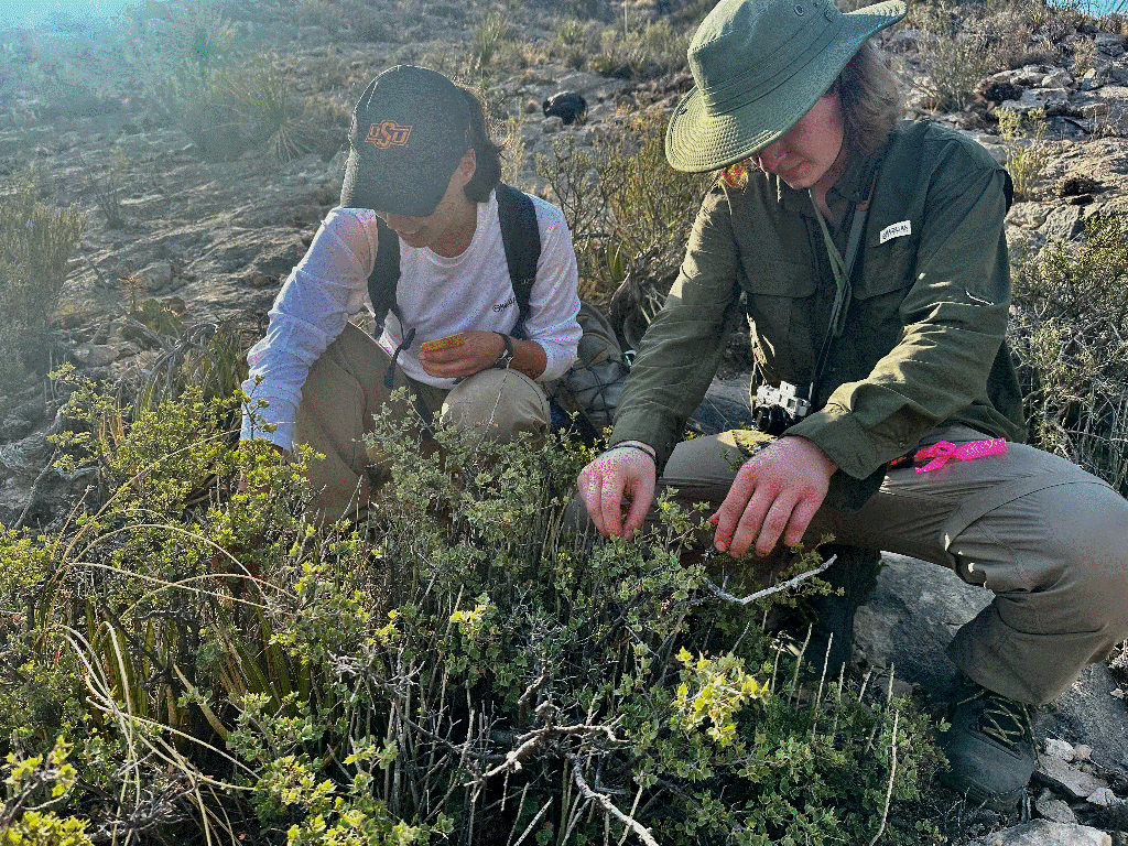Figure 4. Our research project is supporting training of the next generation of plant conservation biologists. Lainey Kirshberge