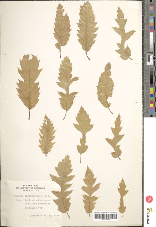 Figure 1: Herbarium specimen of Q. carduchorum collected by Djavanchir-Khoie