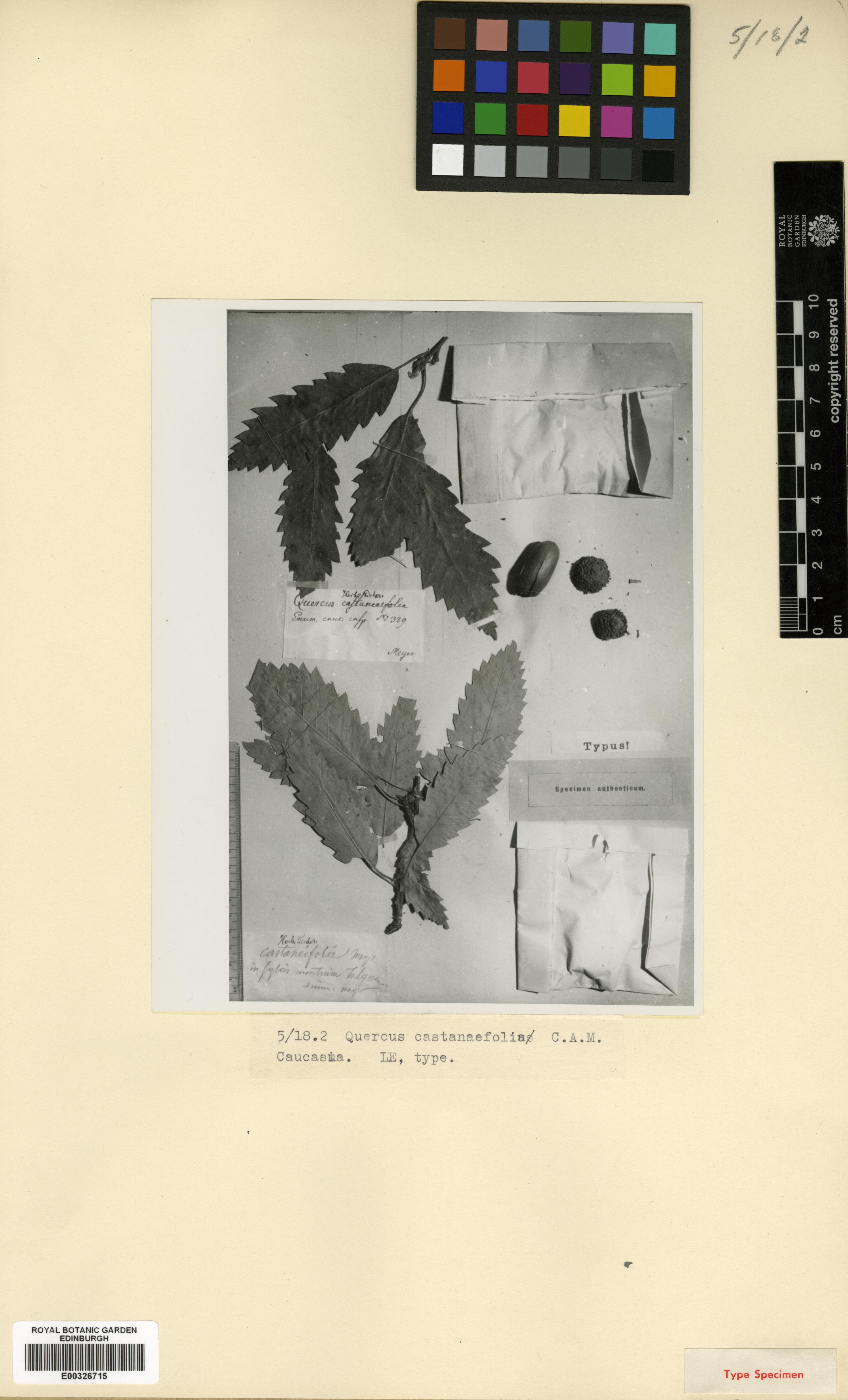 Figure 11. Type specimen of Quercus castaneifolia