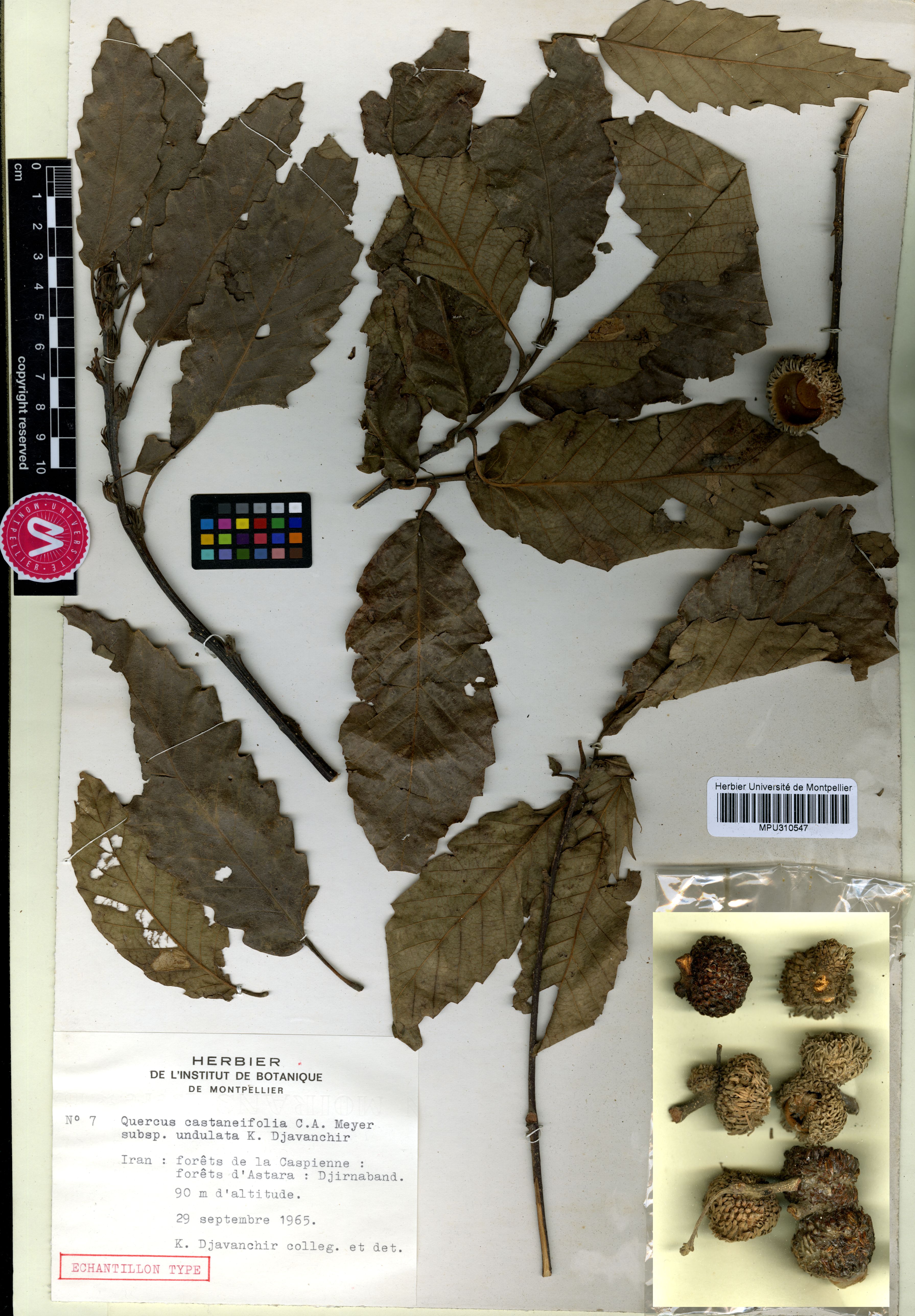 Figure 12. Type specimen of Q. castaneifolia subsp. undulata Djav.-Khoie