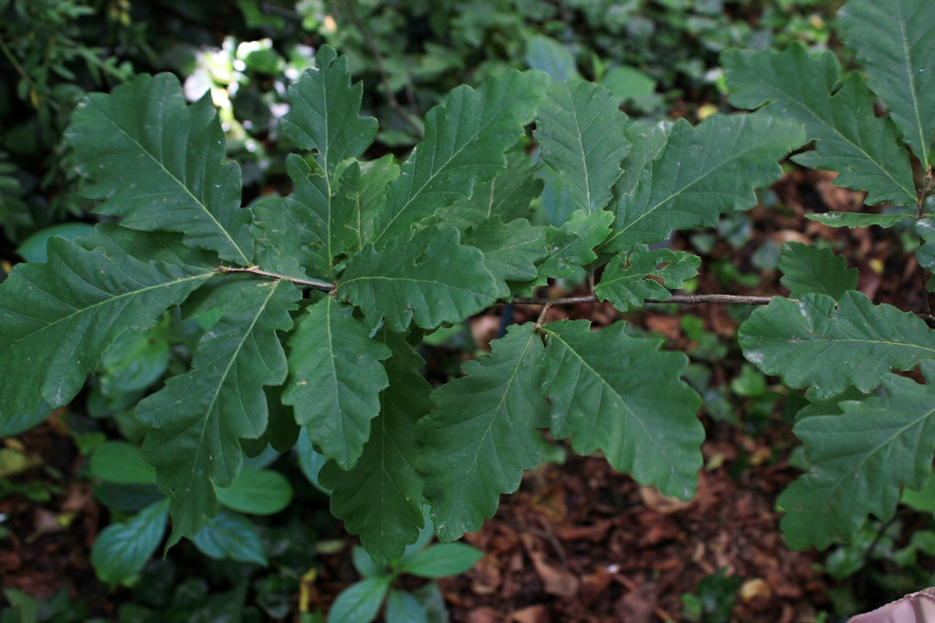 Figure 14. Leaves of  Quercus castaneifolia © Parisa Panahi