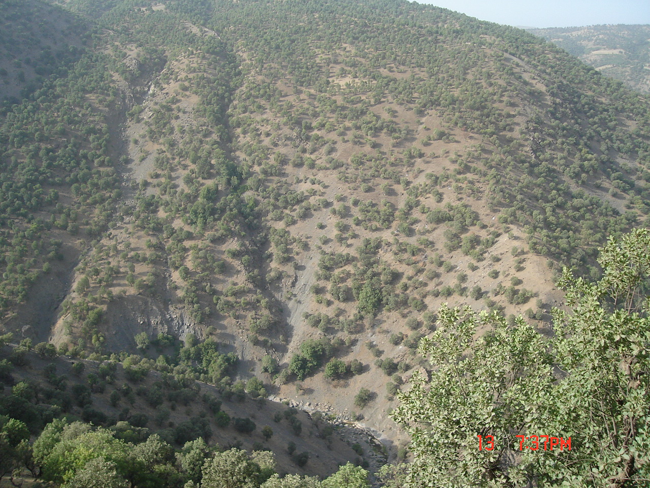 Figure 2. Oak forests in Sardasht, West Azerbaijan province (northern Zagros)