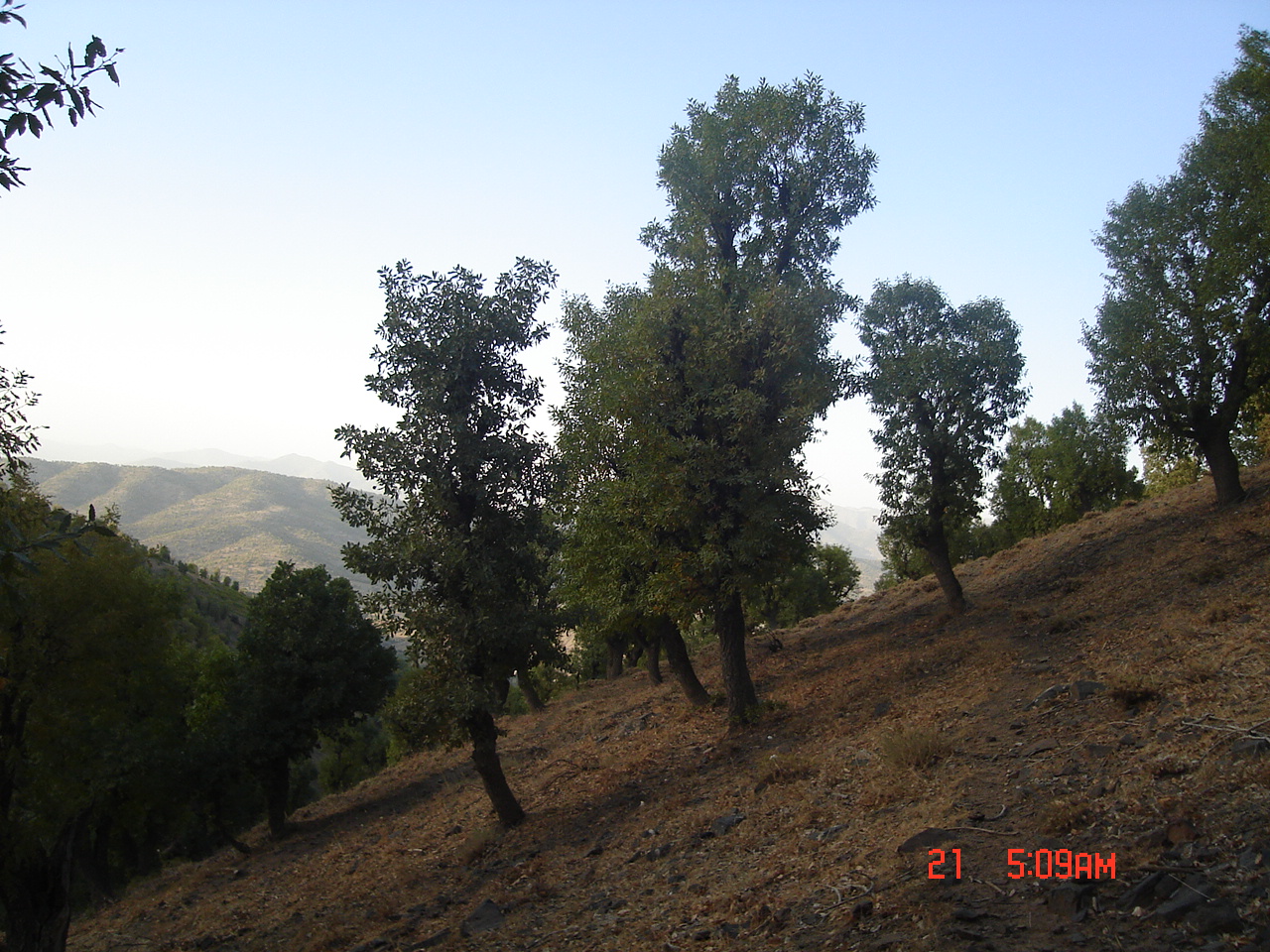 Figure 3. Oak forests in Baneh, Kurdistan province (northern Zagros)