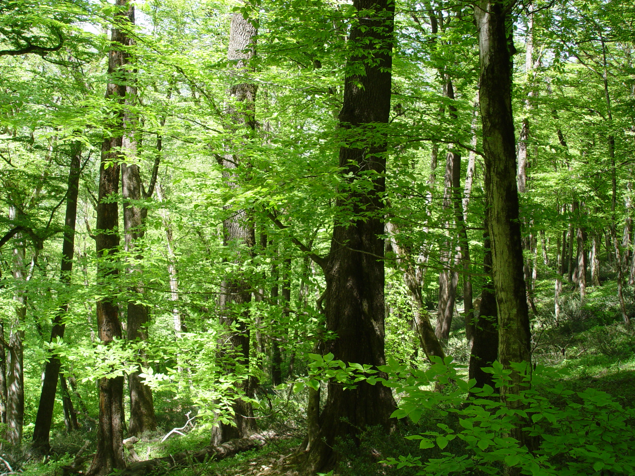 Figure 4. Querco-Carpietum community, Mazandaran province © Khosro Sagheb Talebi
