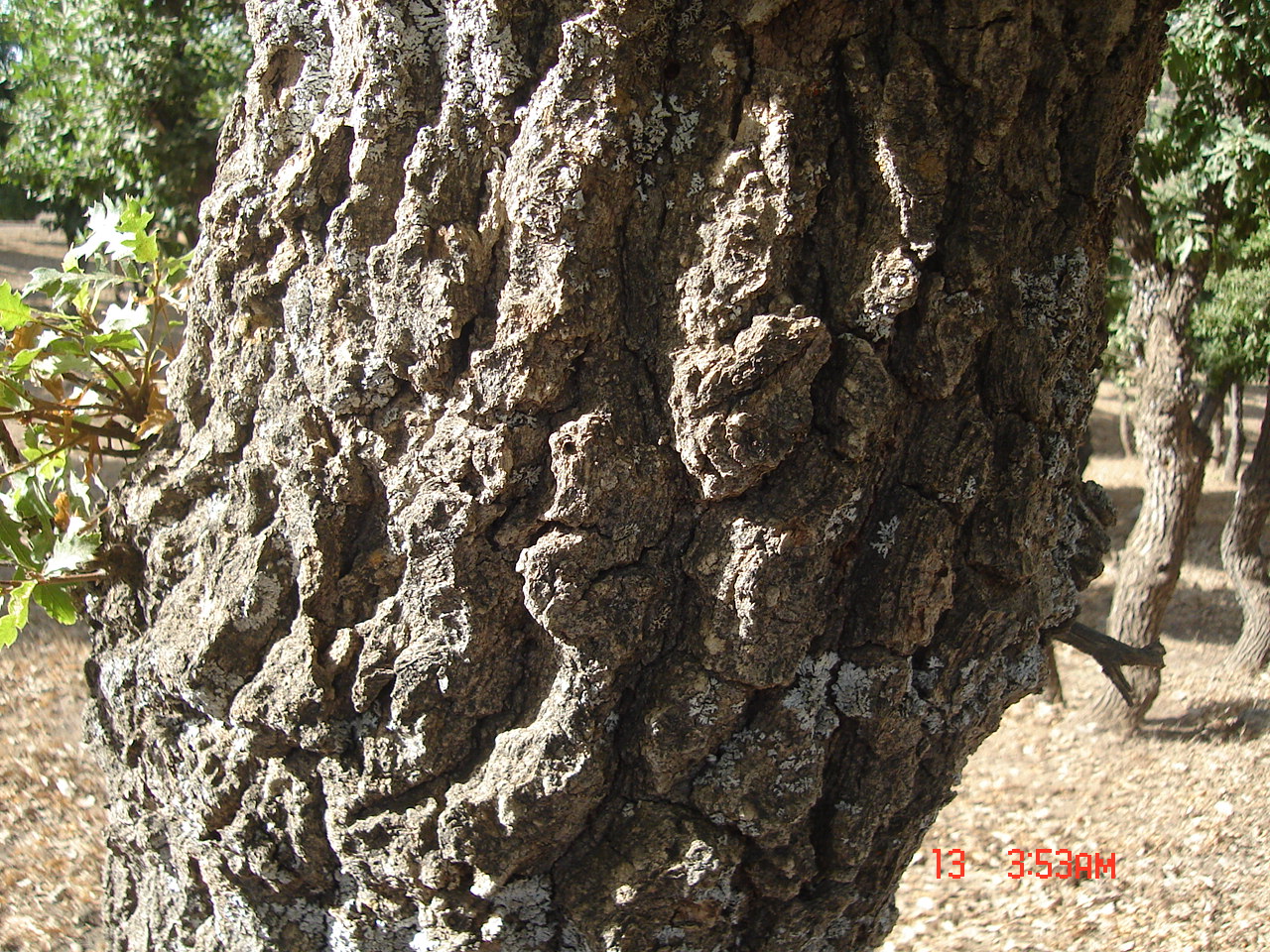 Figure 4. Bark of Quercus carduchorum