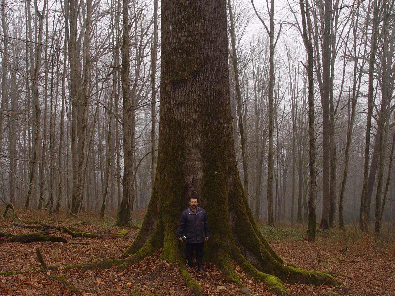 Figure 5. Individuals of Q. castaneifolia in Fagetum hyrcanum community, Mazandaran province © Majid Hasani