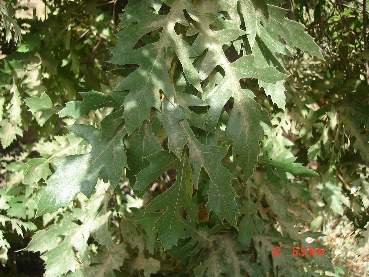 Figure 5B. Leaves of Quercus carduchorum