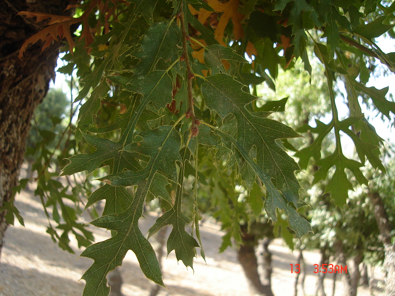 Figure 5. Leaves of Quercus carduchorum