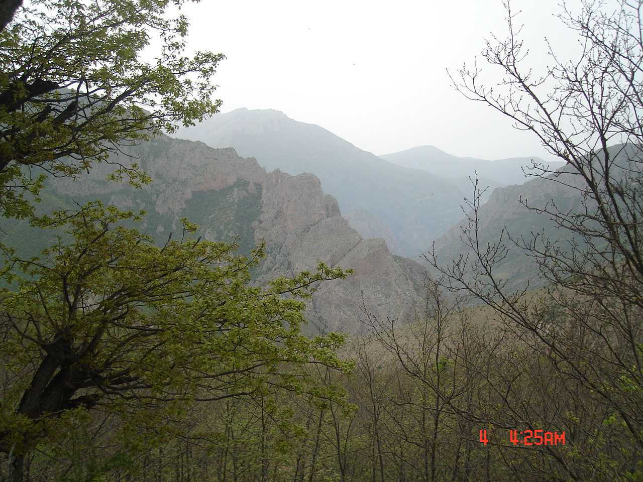 Figure 6. Individuals of Q. castaneifolia in Carpinetum orientale - Quercetum macranthera community, Semnan province © Mehdi Pou