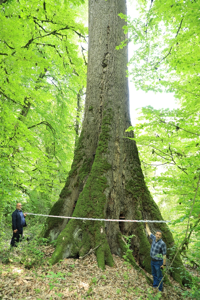 Figure 7. The tallest individual of Q. castaneifolia in Iran. Location: Lirasara Forest, Mashalak, Nowshahr, Mazandaran province