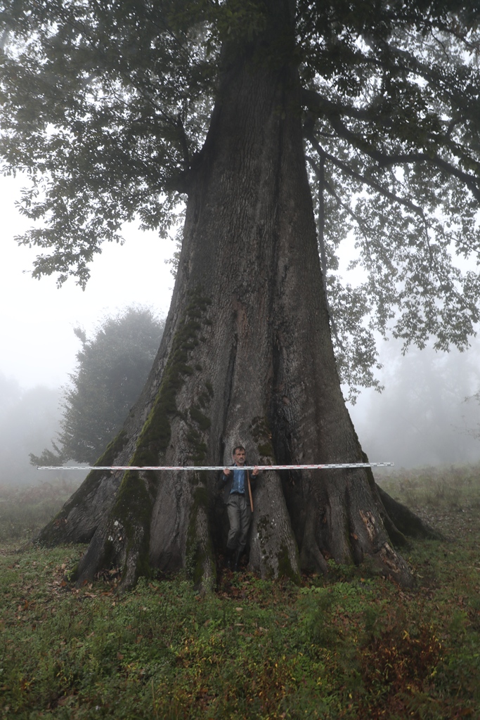 Figure 8. Long-lived individual of Q. castaneifolia. Location: Gavzan Mahalleh Forest, Eastern Band-e Pey; Babol, Mazandaran pro