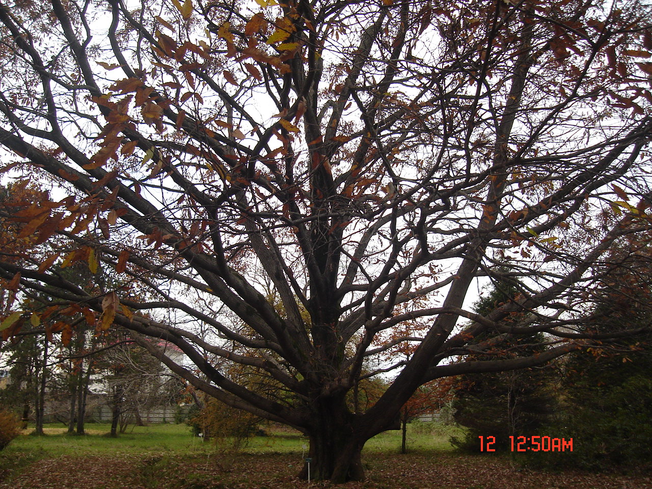 Figure 9. Quercus castaneifolia cultivated in Nowshahr Botanical Garden, Mazandaran province © Parisa Panahi