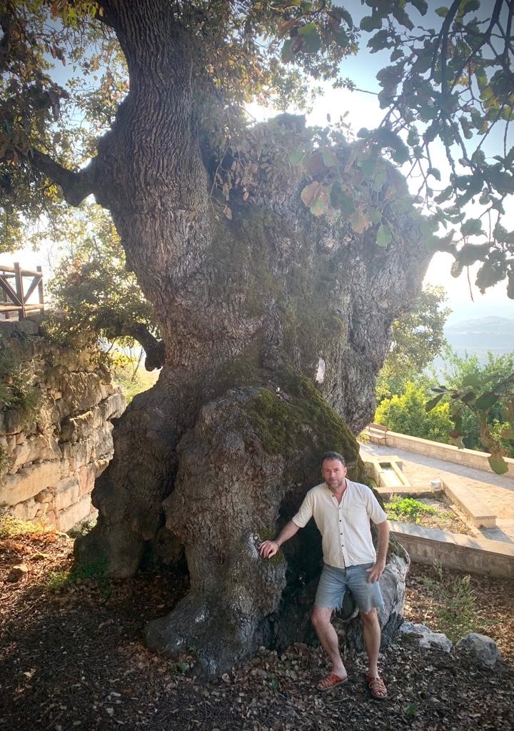 Fyti oak – Photo – Amit Rephael Tzoran