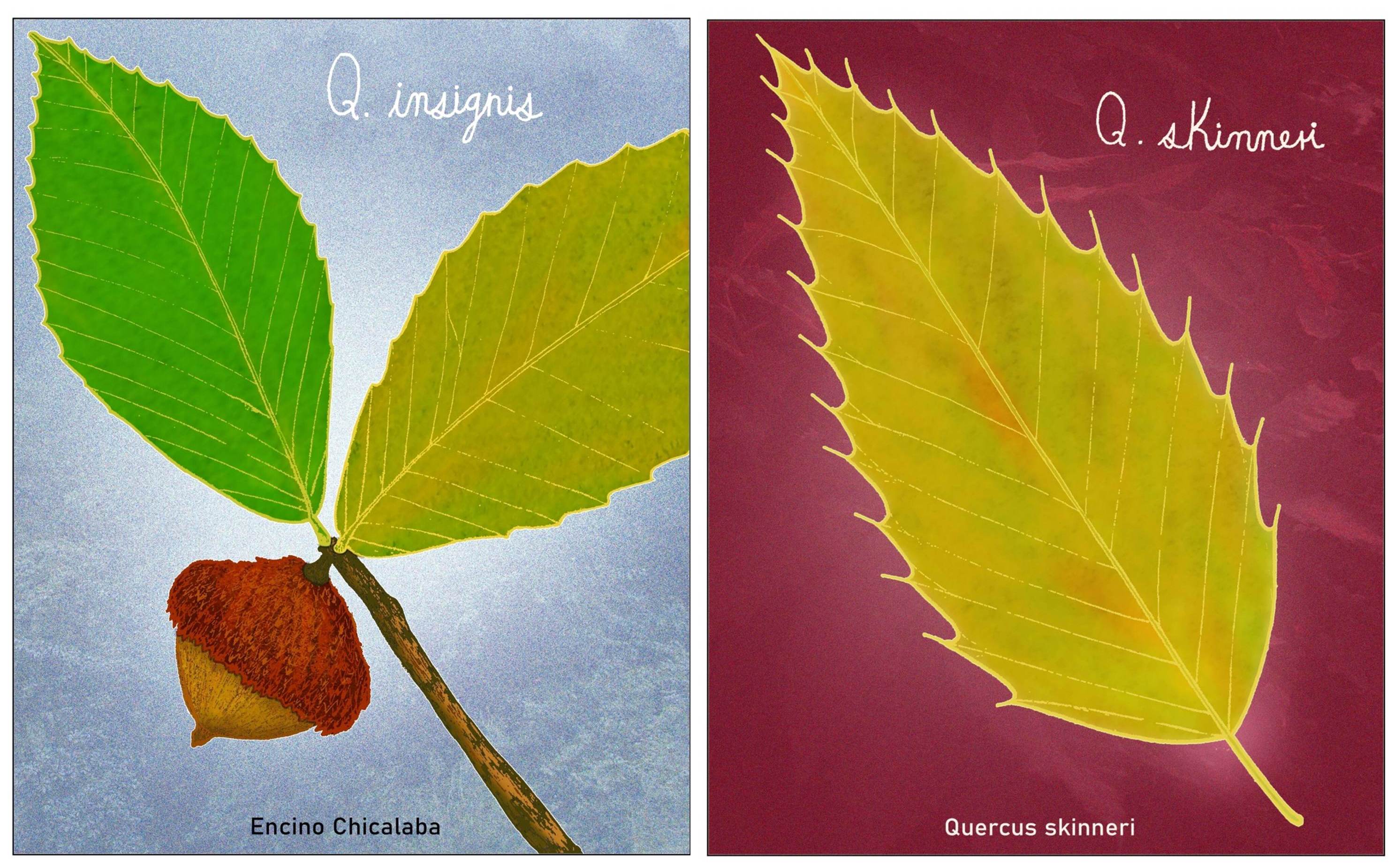 Quercus insignis and Q. skinneri