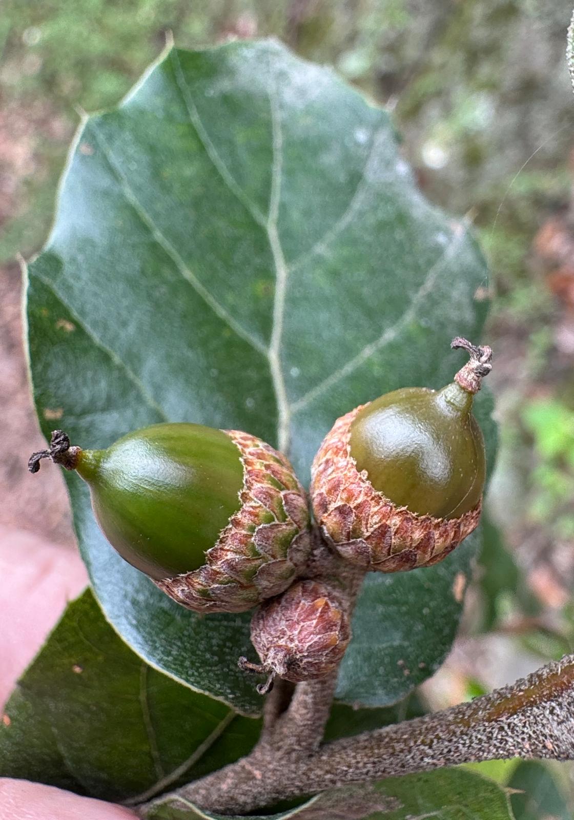 Quercus hirtifolia - Scott Bailey