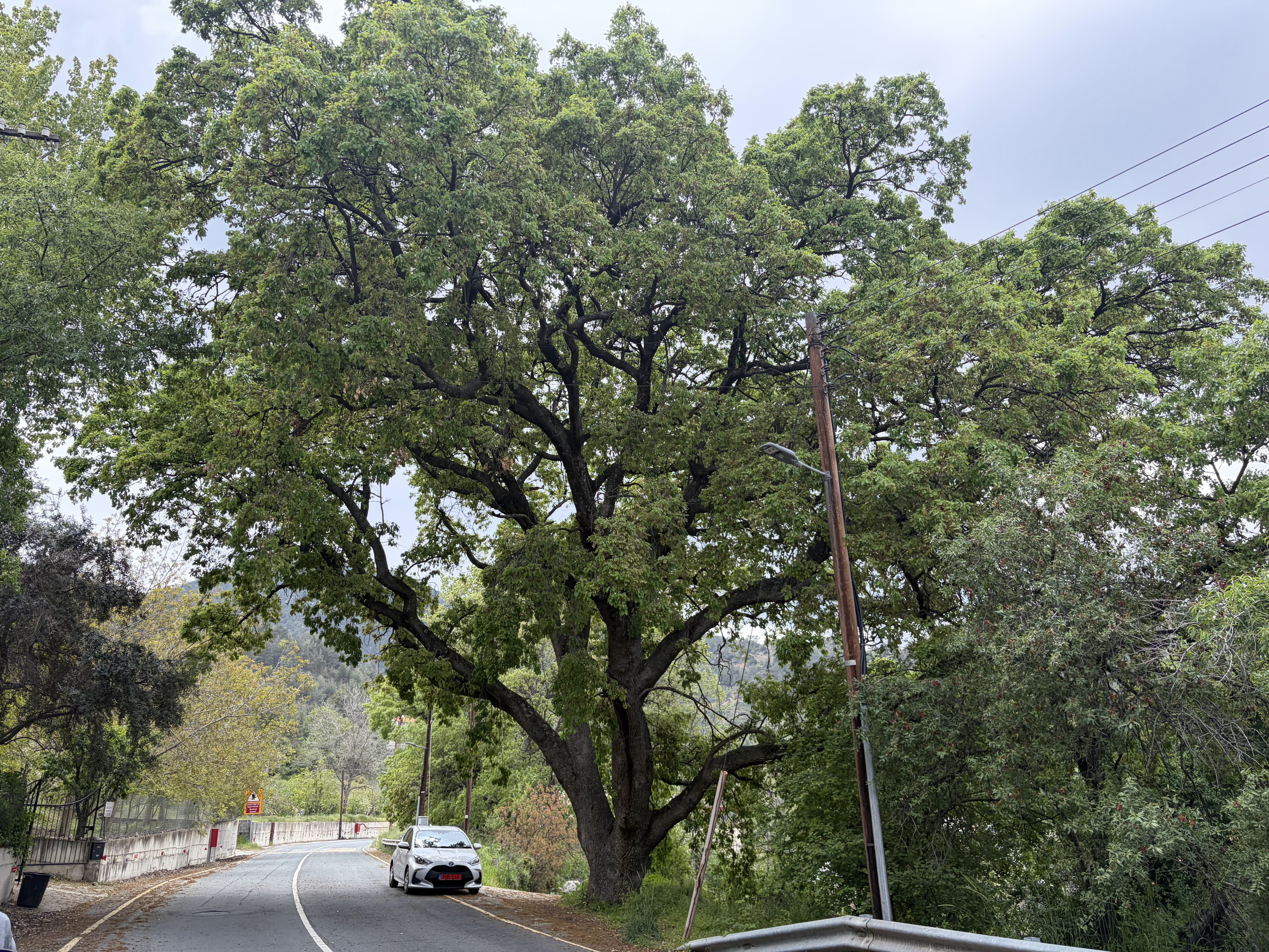 Quercus infectoria subsp. veneris along E802 in Pera Pedi
