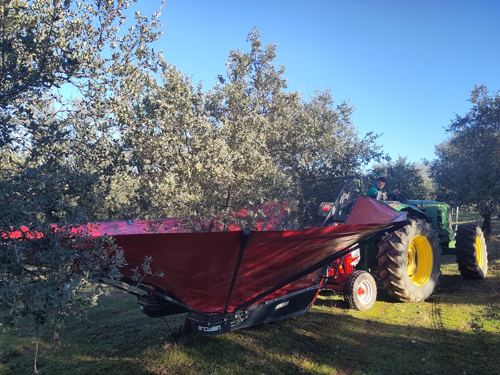 Mechanized harvesting of acorns