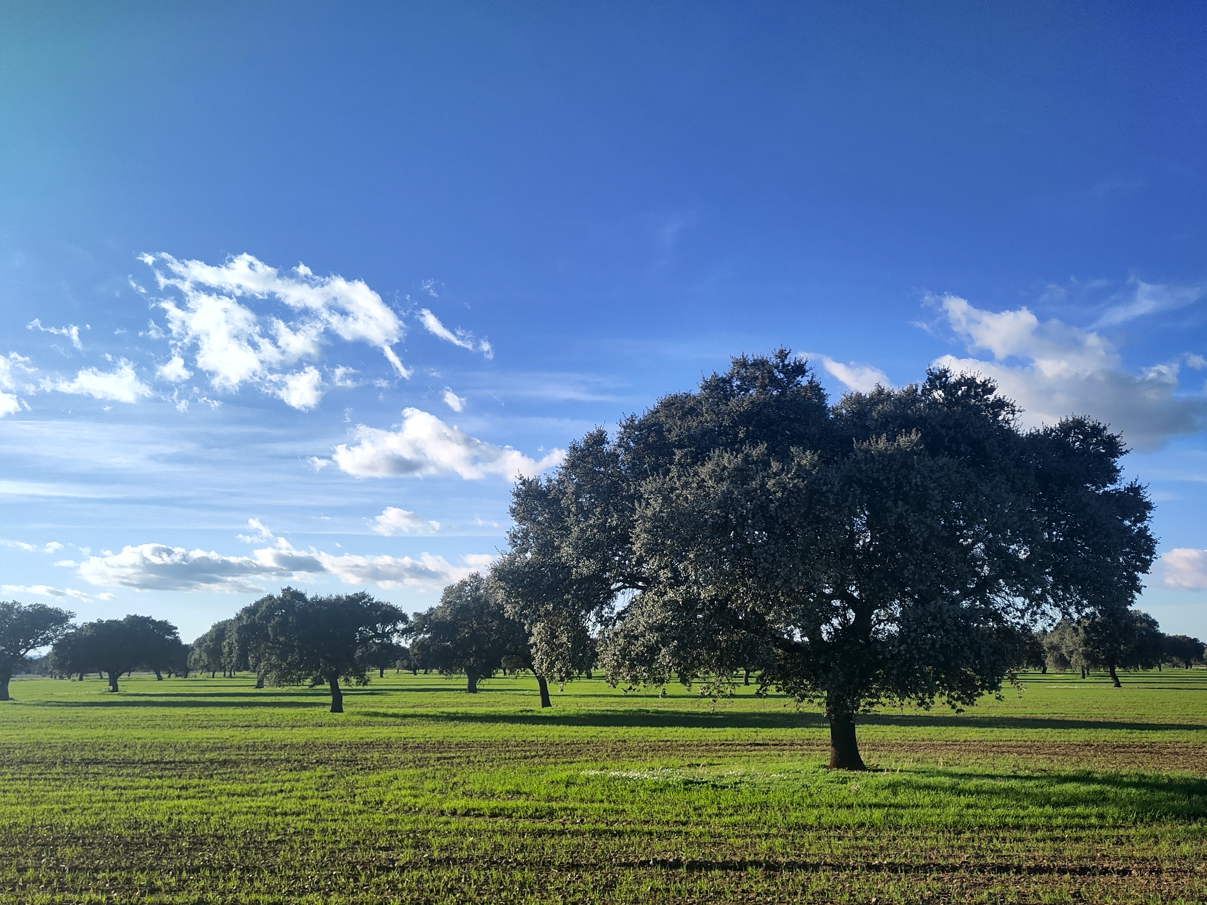 View of a dehesa