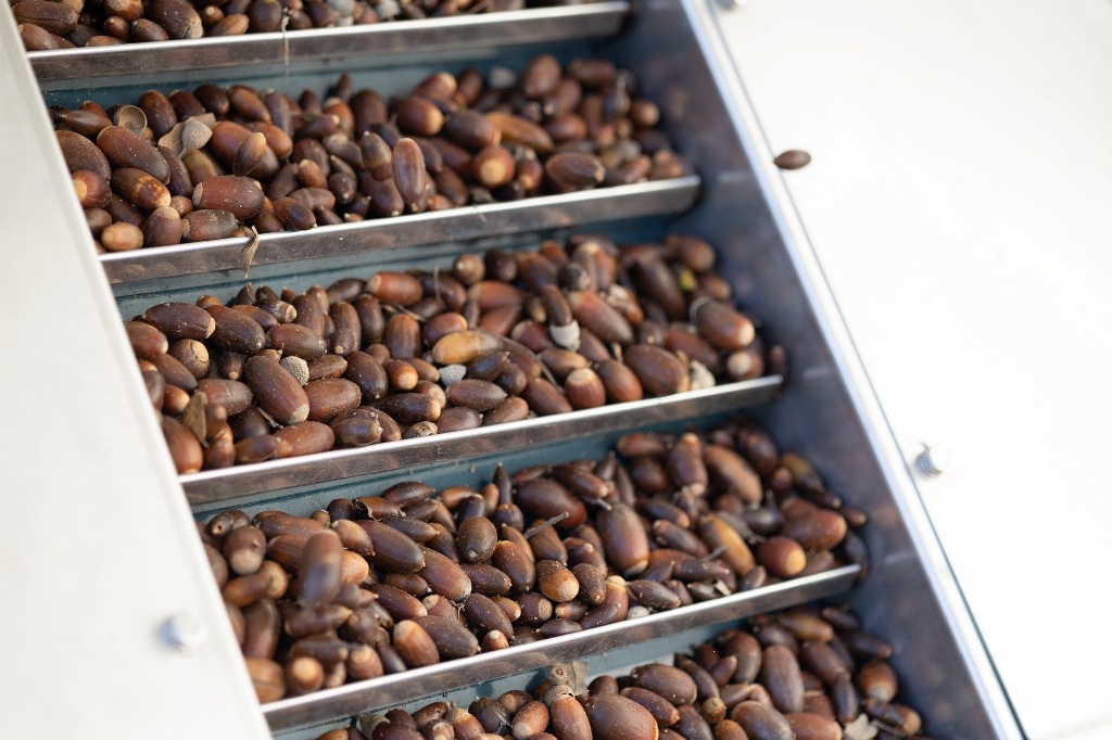 A bountiful crop of acorns