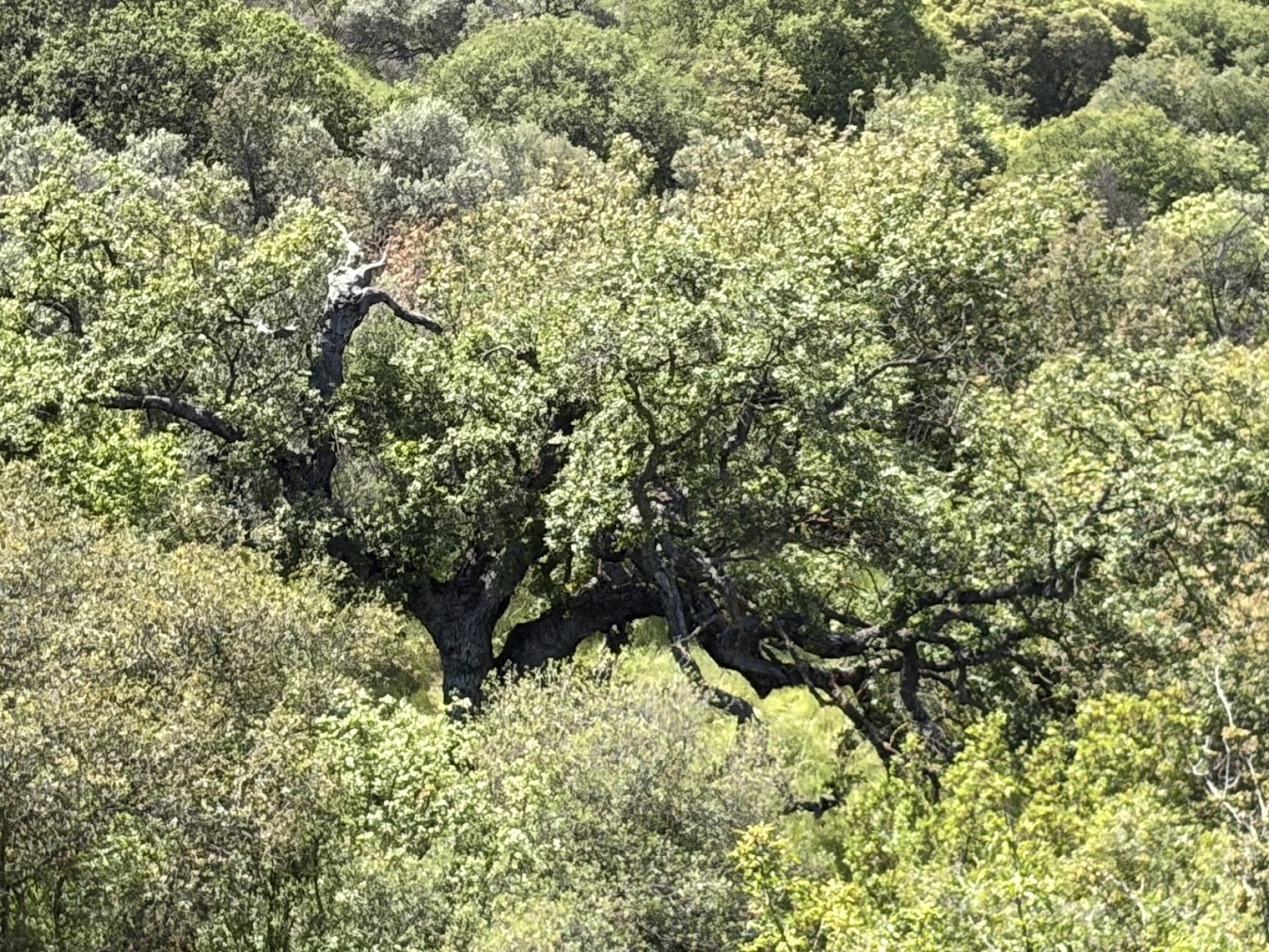 Quercus infectoria subsp. veneris north of Paphos