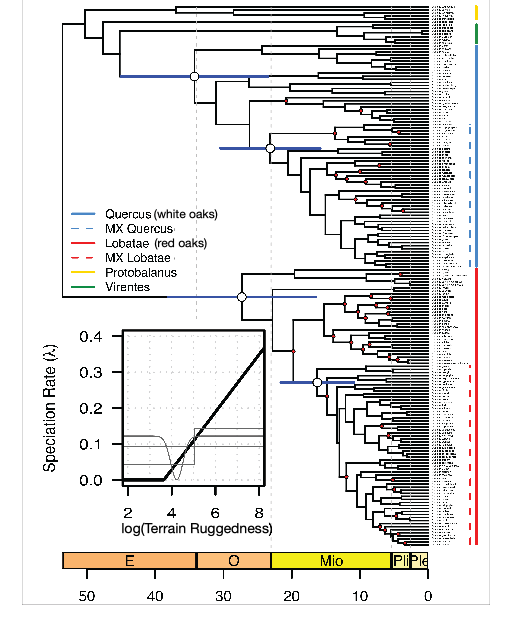 Phylogenetic tree