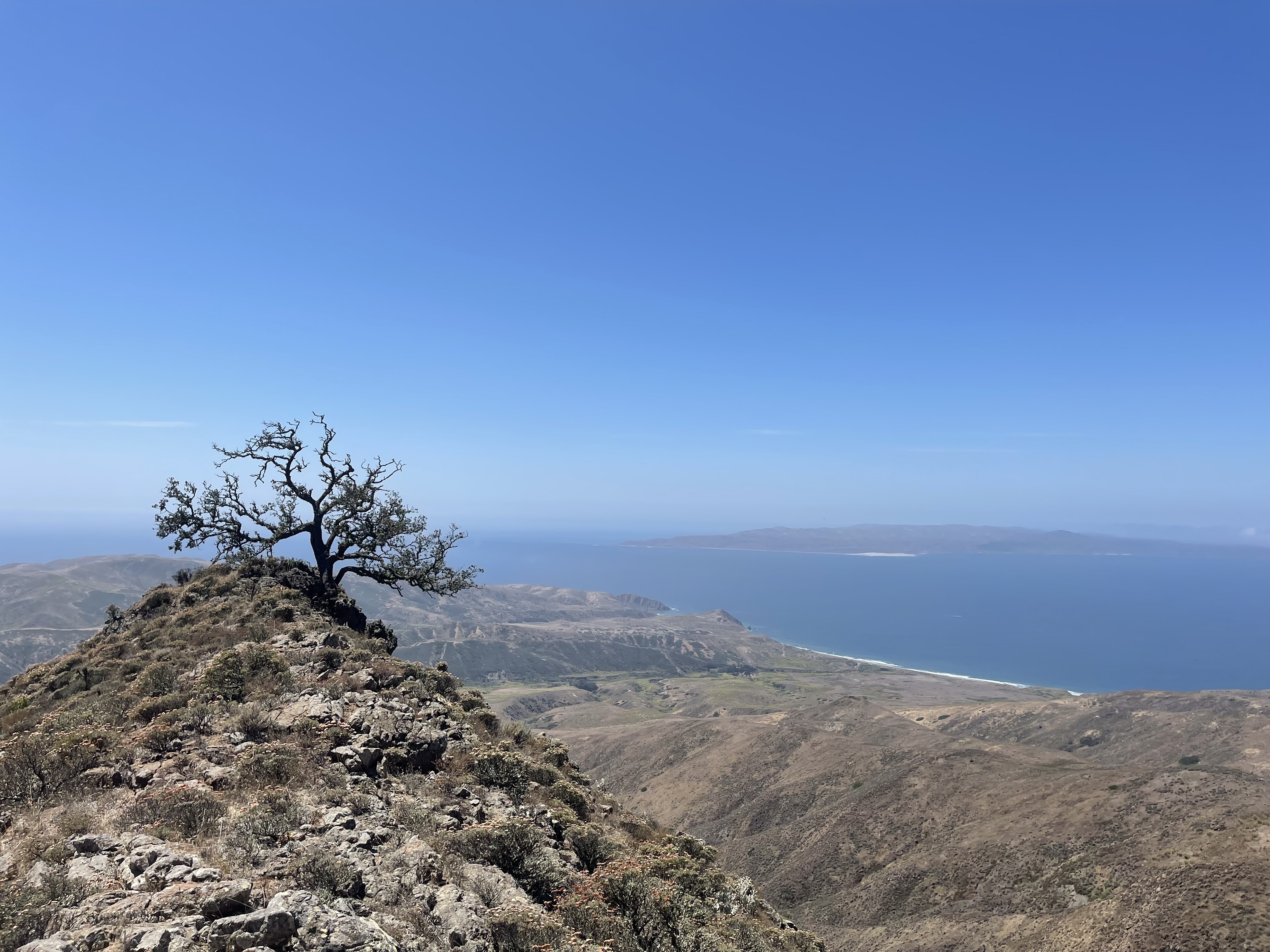 Oaks on Channel Islands of California