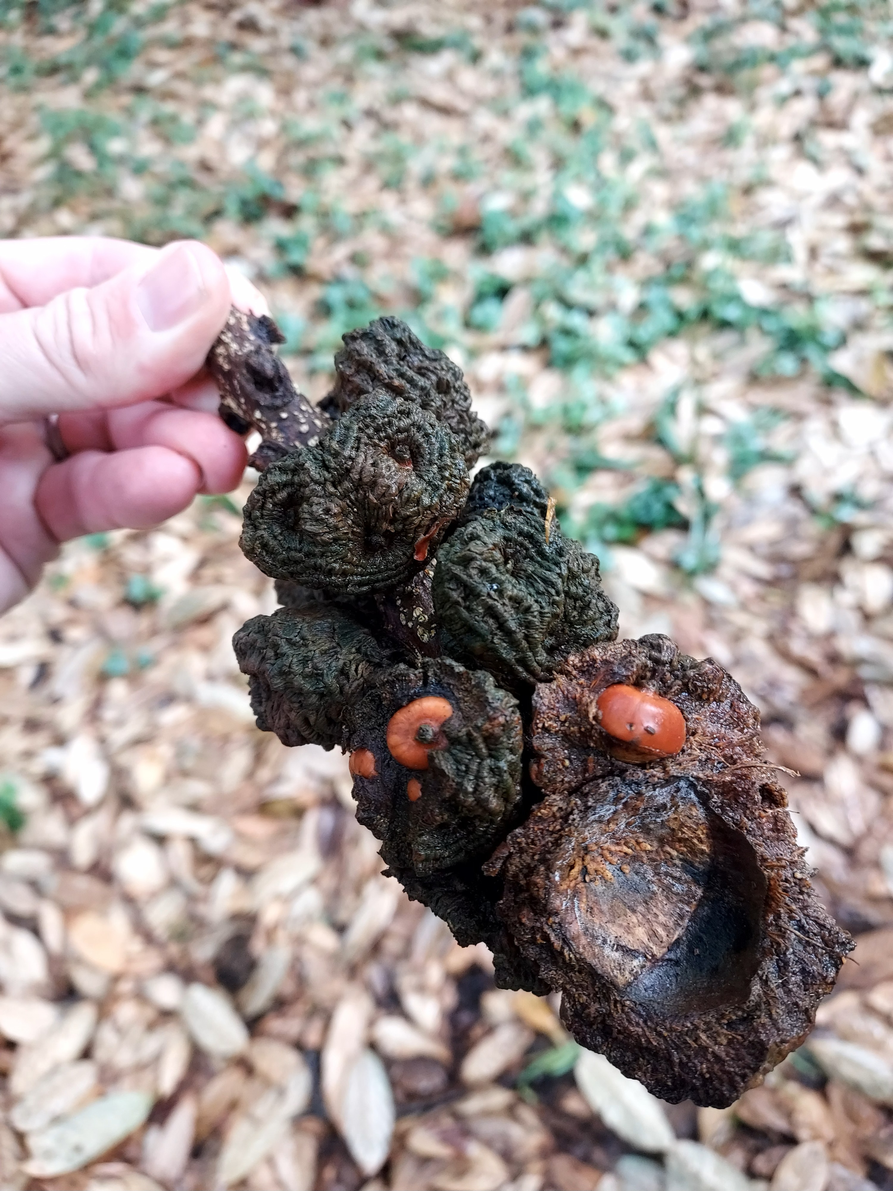 Lithocarpus fruit from previous season