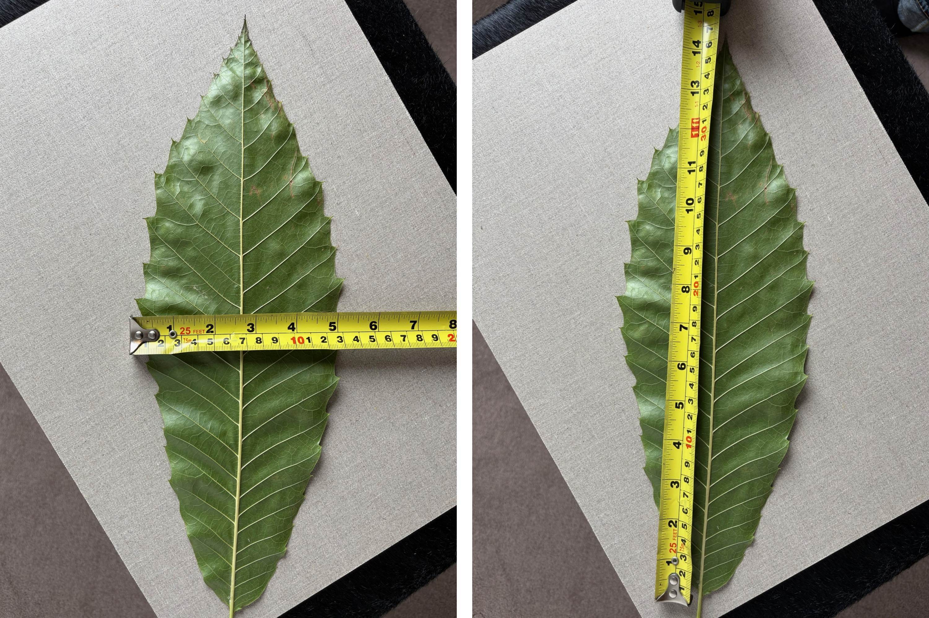 Leaves of Yoko's "oak", 36 × 12 cm
