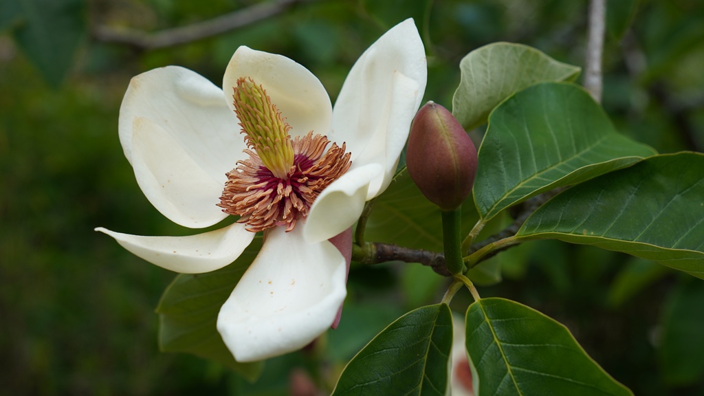 Magnolia × wieseneri_16052026_White House Farm Arboretum