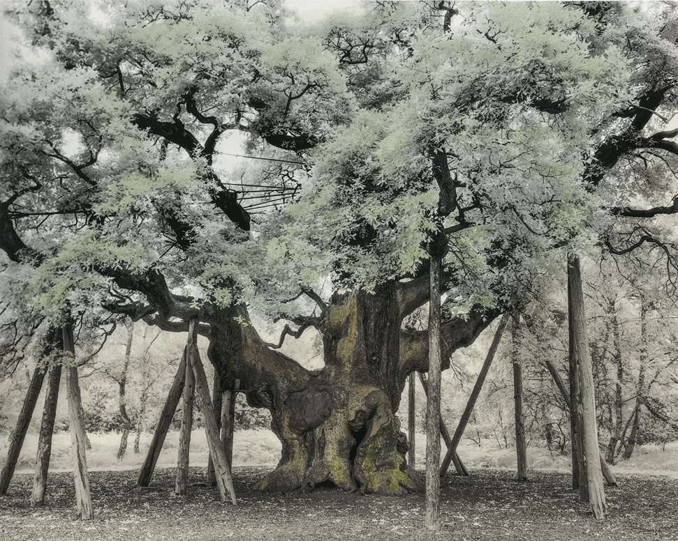 The Major Oak © Beth Moon