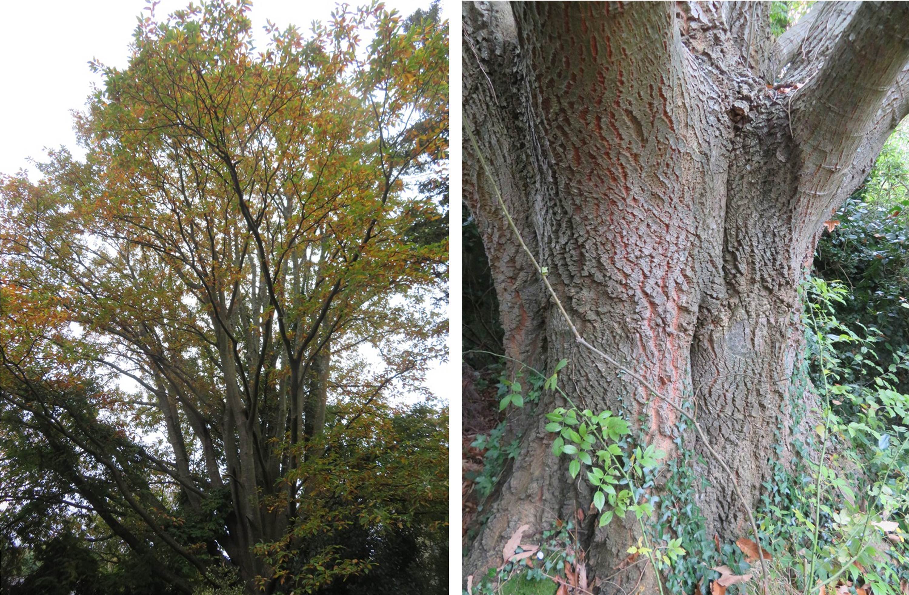 Quercus castaneifolia at Mount Usher