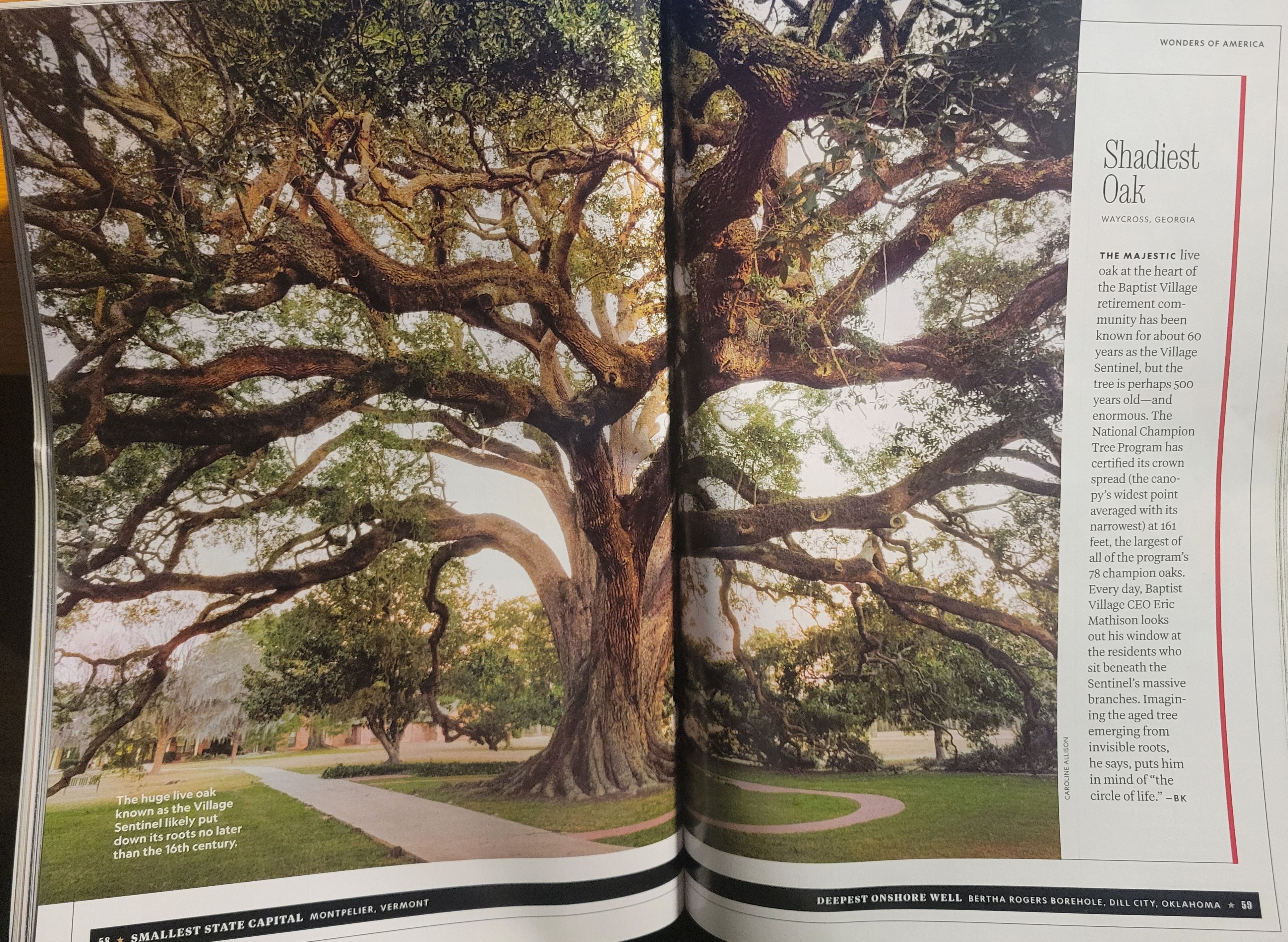 National Champion Quercus virginiana in Waycross, Georgia