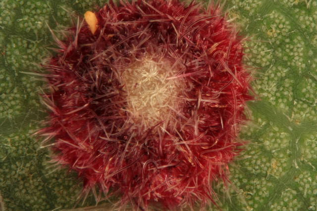 A spangle gall on the underside of an oak leaf, created by the Cynipid wasp Neuroterus quercusbaccarum. Image copyright © Malco