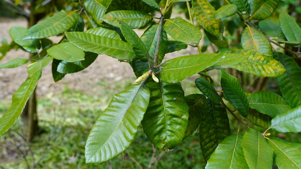 Notholithocarpus densiflorus_16052026_White House Farm Arboretum.JPG