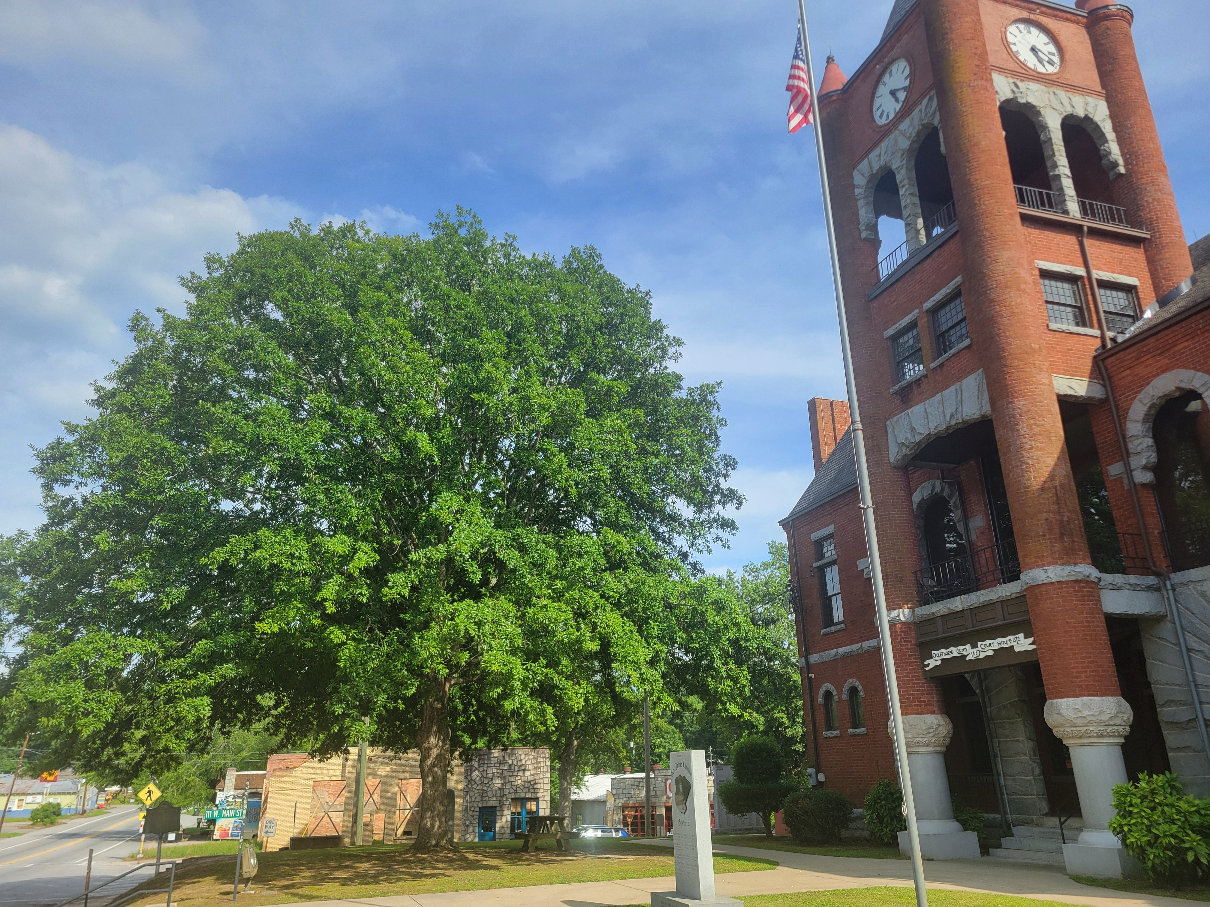 Quercus oglethorpensis at Lexingon Courthouse