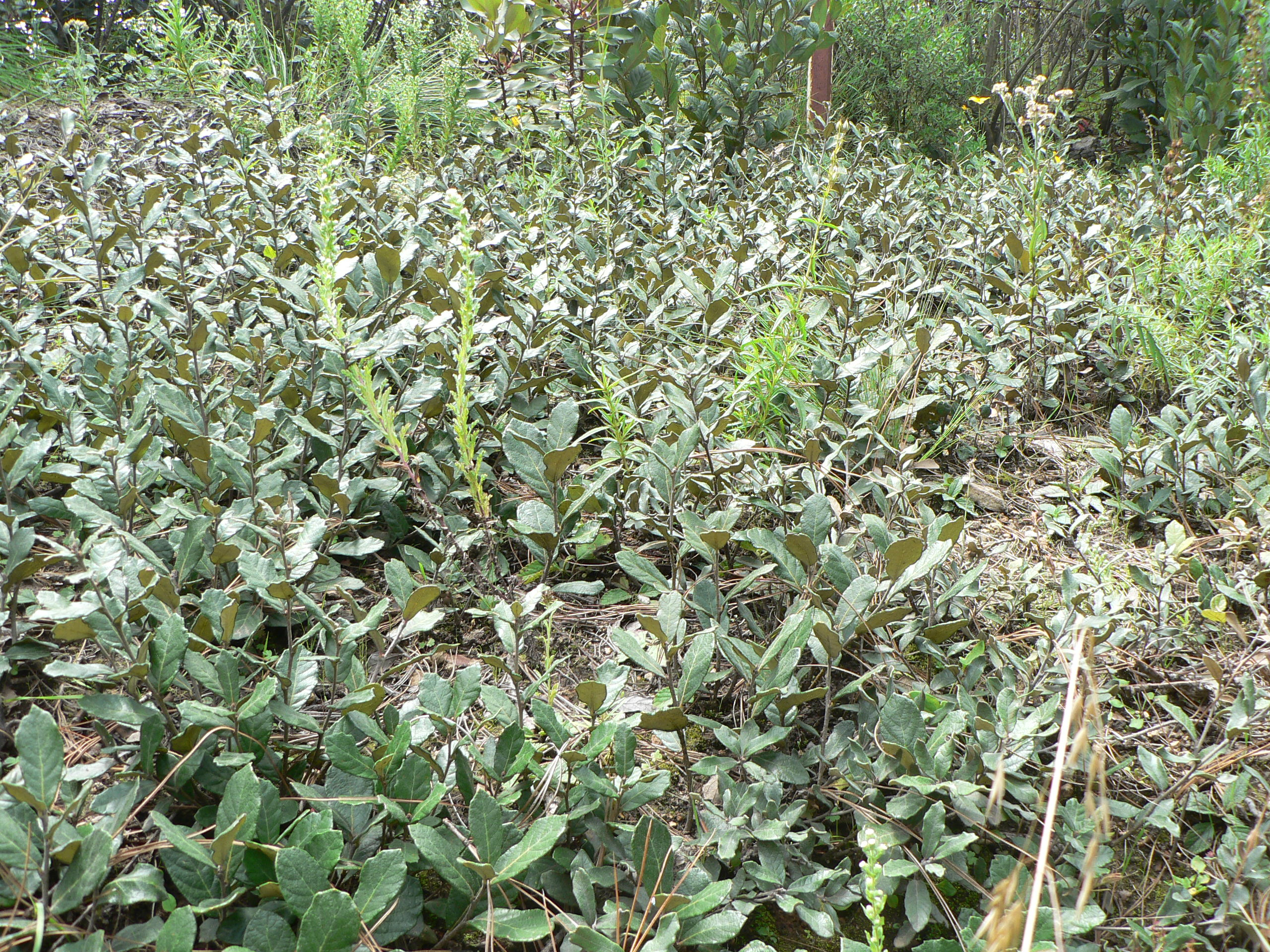 Quercus repanda - Béatrice Chassé
